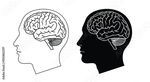 Human brain anatomy inside head silhouette illustration, cognitive function concept with black and white profile design for psychology, neuroscience and mental health educationHuman brain anatomy 
