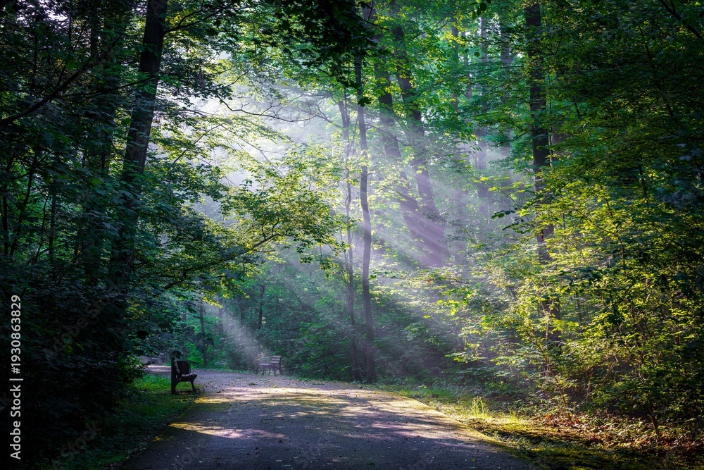 Fototapeta premium Magiczna leśna droga o świcie z efektownymi promieniami słońca przebijającymi się przez liście. Spokojny parkowy pejzaż z ławką, pełen harmonii i mistycznego światła w gęstym, zielonym lesie.