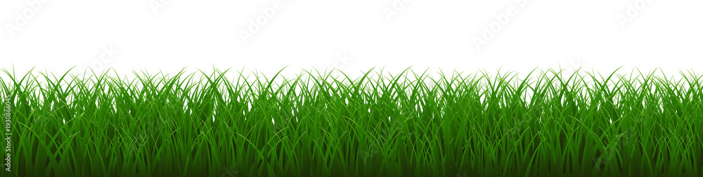 Fototapeta premium Green Grass Border And White Background