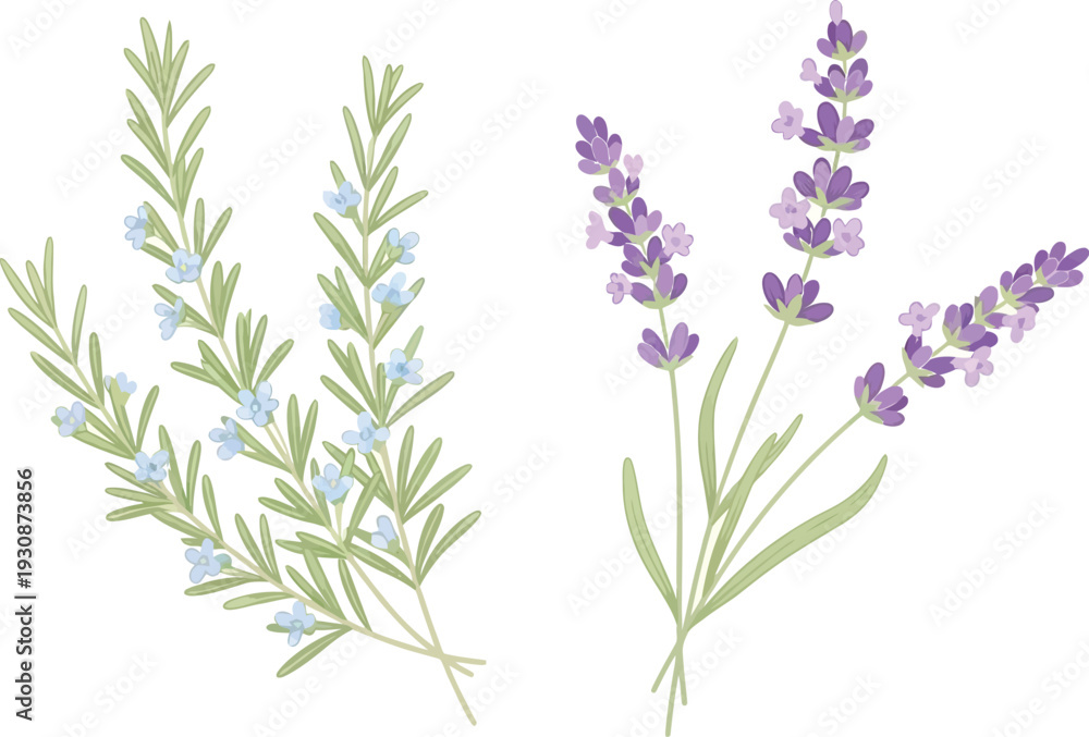 Obraz premium Rosemary and lavender sprigs are depicted in delicate watercolor style against a clean white background for herbal use.