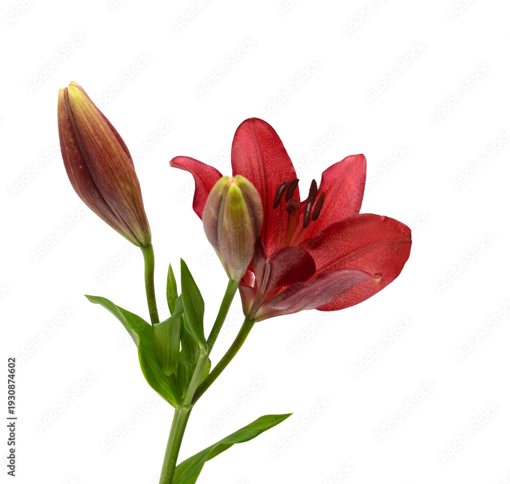 Fototapeta premium Beautiful Lily flower isolate on white