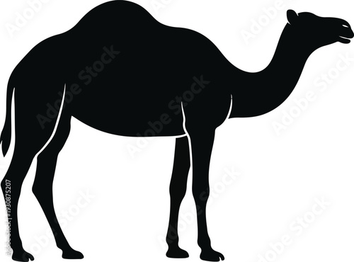 Camel Silhouette Standing Isolated on White Background Desert Animal Symbol