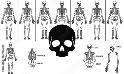 Human Skeleton Anatomy Vector Set, Detailed Skull Rib Cage and Pelvis Bone Structure Illustration Isolated on White Background