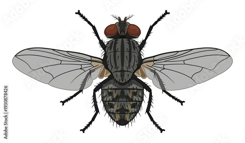 Realistic House Fly top view Vector Illustration Isolated on White Background_26