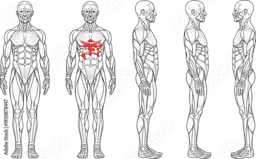 Human muscular system anatomy illustration with highlighted chest muscles, front and side views medical vector isolated on white background
