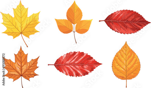 Autumn Leaves Collection with Vibrant Red, Orange, and Yellow Fall Foliage for Seasonal Illustrations, Designs, and Decoration