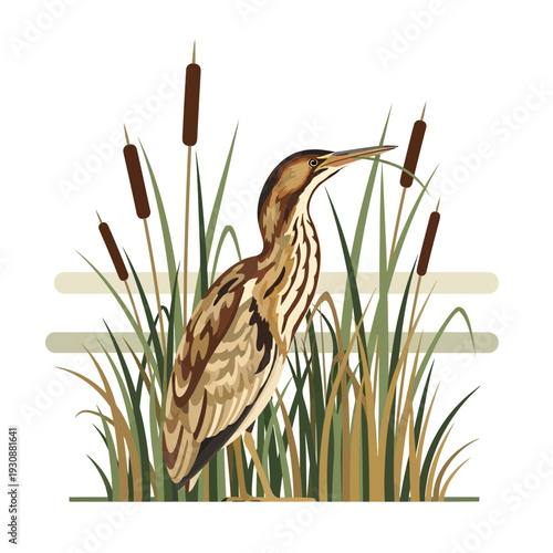 Majestic Bittern Bird Amidst Lush Reeds In A Serene Wetland Environment