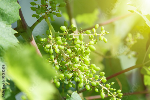 Foto Young grapevine flowers forming on a vine branch in spring