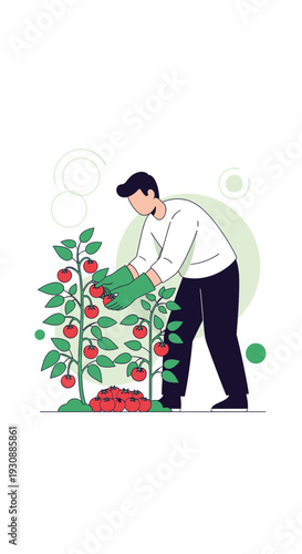 Man Harvesting Ripe Tomatoes From Garden Plants Healthy Food Production