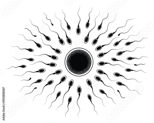 Sperm Cells Surrounding Egg Vector Illustration