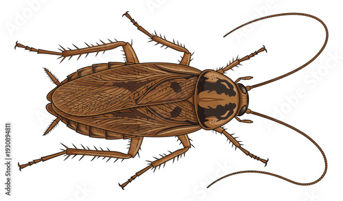 Cockroach realistic detailed vector illustration_26