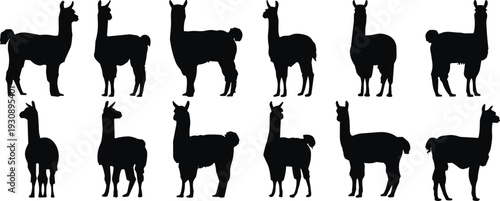 Alpaca llama silhouette set, farm animal vector collection, multiple poses illustration, livestock wildlife graphic, black isolated design, zoo nature icon
