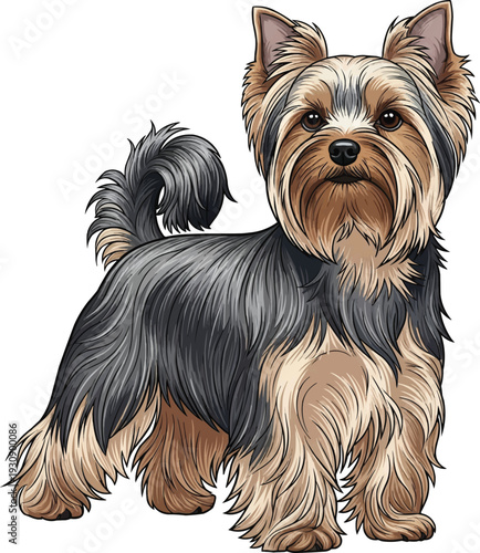 Yorkshire Terrier dog standing elegant show coat vector illustration