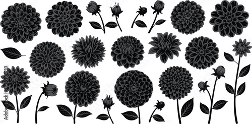 Dahlia flower silhouettes collection, detailed botanical blooms and buds illustration, elegant floral design elements, black monochrome vector artwork isolated background