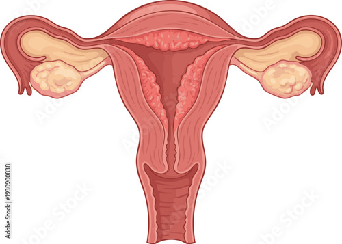 Anatomical illustration of the human pelvis, meticulously detailing the bony structure of the hip and its crucial components within the skeletal system for medical and educational contexts