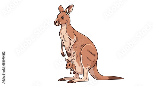 Mother kangaroo and joey in pouch