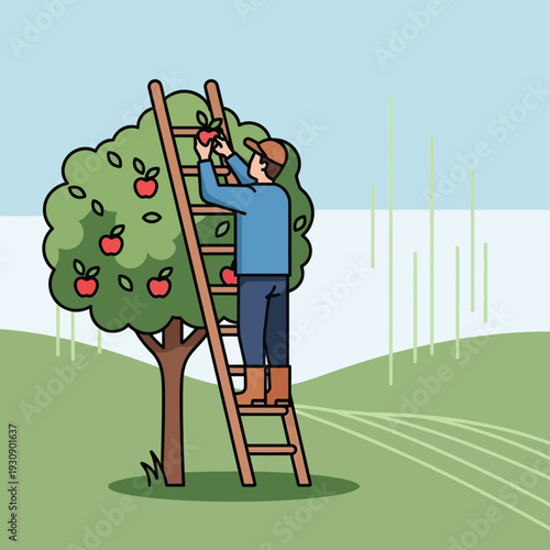 Seasonal Harvest Agricultural Worker Ascending Ladder Picking Ripe Apples From Orchard