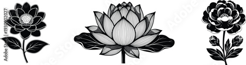 Black and white illustrations of lotus flowers and peony on white background