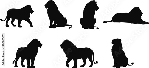 Lion silhouettes collection featuring standing, sitting and resting big cats, black vector wildlife illustration isolated on white background design set
