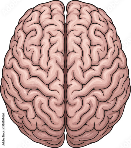 Anatomical illustration of the human pelvis, meticulously detailing the bony structure of the hip and its crucial components within the skeletal system for medical and educational contexts