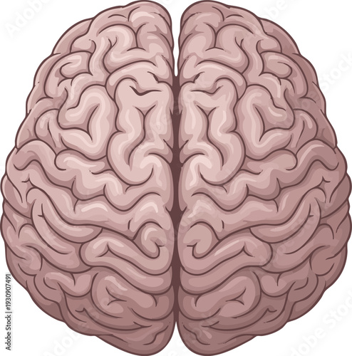 Anatomical illustration of the human pelvis, meticulously detailing the bony structure of the hip and its crucial components within the skeletal system for medical and educational contexts