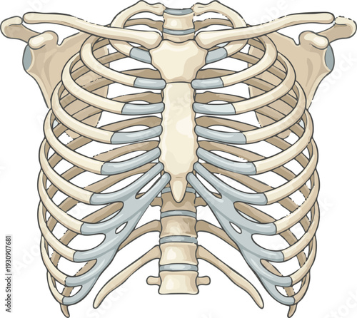 Anatomical illustration of the human pelvis, meticulously detailing the bony structure of the hip and its crucial components within the skeletal system for medical and educational contexts