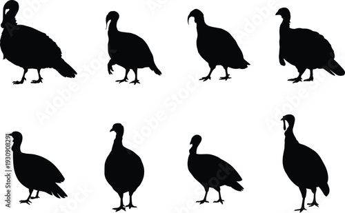 Turkey bird silhouettes collection featuring standing and walking wild fowl, black vector illustration isolated on white background for farm design