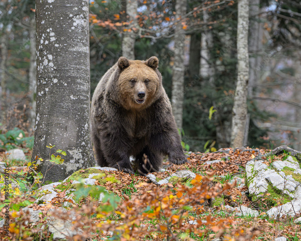 Fototapeta premium European brown bear in a colorful autumnal woodland