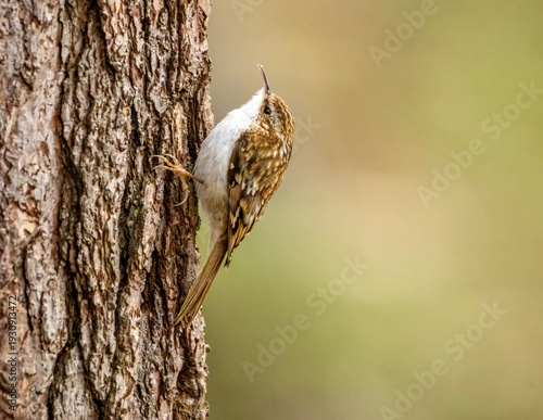 Obraz na płótnie Close up of a tree creeper bird on the trunk of a tree in the forest