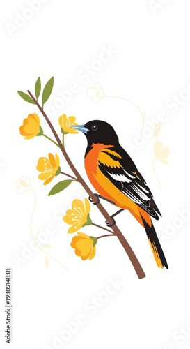Vibrant Oriole Perched on Blooming Spring Branch Delicate Yellow Blossoms Ascending