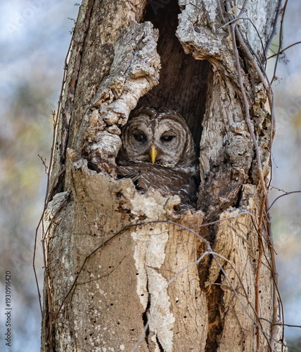 A nesting barred owl in a tree