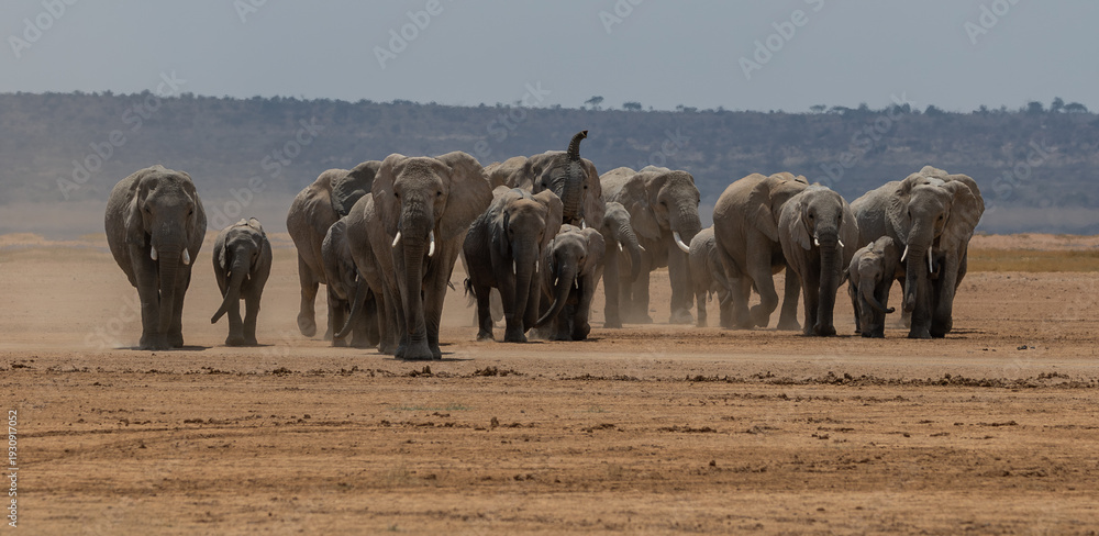 Obraz premium An elephant in Amboseli National Park, Africa 