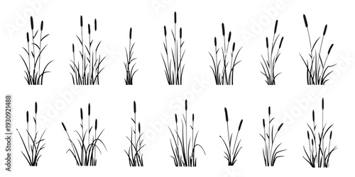Assortment of cattail plant illustrations in various sizes and densities
