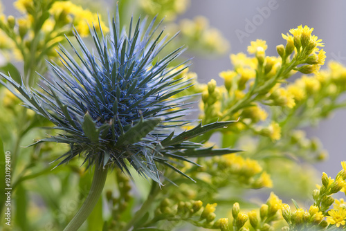 A blue thistle close up with yellow flowers at the background