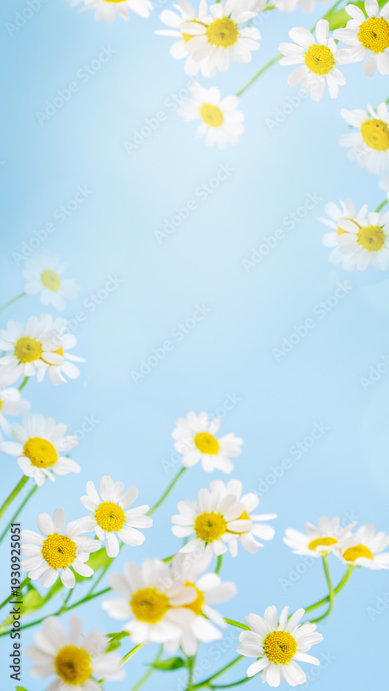 Obraz premium Fresh Daisies Under Bright Blue Sky