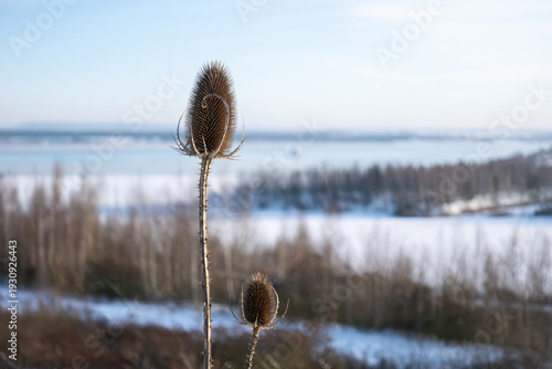 Close-up of a wild teasel (Dipsacus) in front of a snowy winter landscape, spiky seed head in sharp focus with blurred snowy background.