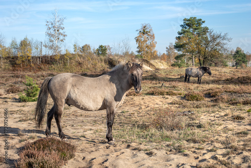 Konik pony grazing in a heathland, European pony breed from Central and Eastern Europe, free-roaming in natural open landscape.