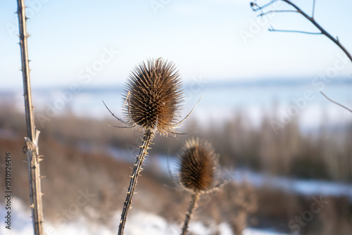 Close-up of a wild teasel (Dipsacus) in winter snow, detailed spiky seed head with icy frost, natural plant in a cold landscape.