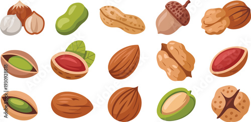 Set of Different Nuts Flat Vector Illustration Including Almond Walnut Peanut and Hazelnut Healthy Food Collection