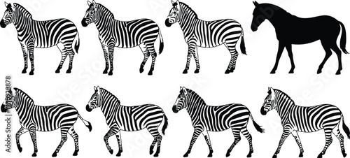 Zebra Vector Illustration Set with Multiple Walking Standing and Side View Poses Isolated on White Background