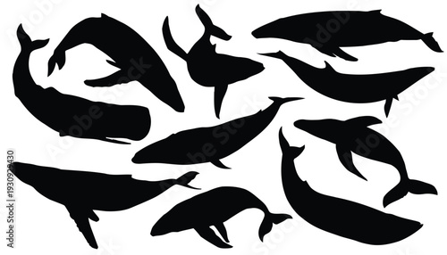 dynamic silhouettes of various whales in ocean