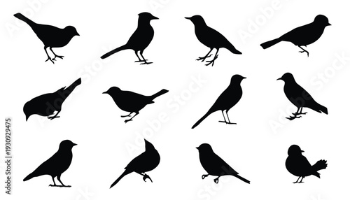 Collection of various bird silhouettes in different poses and angles