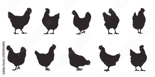 Set of chicken silhouettes in various poses and breeds on white background