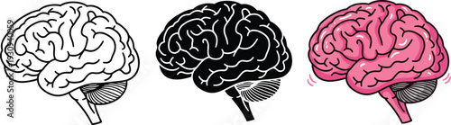 Brain Anatomy Representations Medical Science Concept