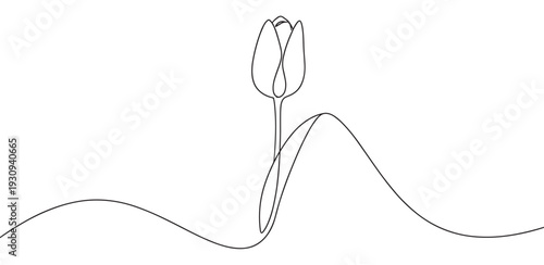 Elegant tulip flower drawn with a single continuous line art style, creating a beautiful minimalist botanical illustration.
