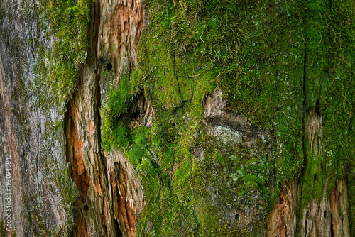 Beautiful green moss and lichen texture close up on tree bark, abstract nature background. Nature mossy surface of tree, macro shot. purity freshness nature. full frame. template for design