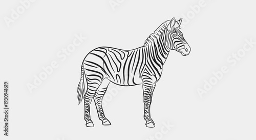 Black and White Zebra Illustration Standing 1.