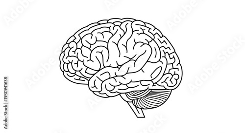 Human Brain Anatomy Outline