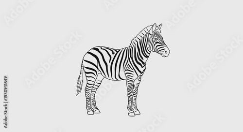 Black and White Zebra Illustration Standing Profile.