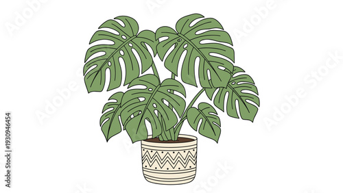 Green monstera deliciosa plant with large tropical leaves in a stylish decorative ceramic pot on a clean white background.